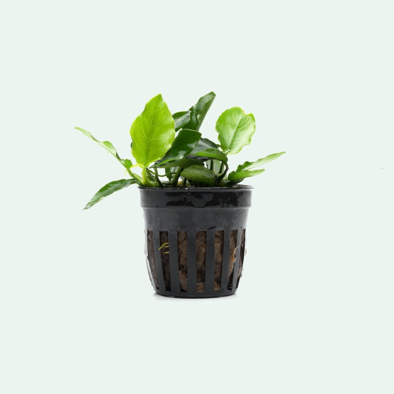 Anubias Nana Long Wavy