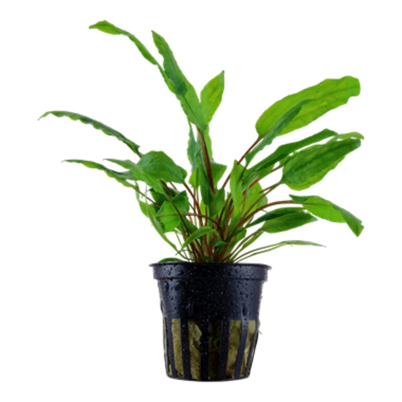 Tropica Cryptocoryne wendtii ‘Green’ in Pot