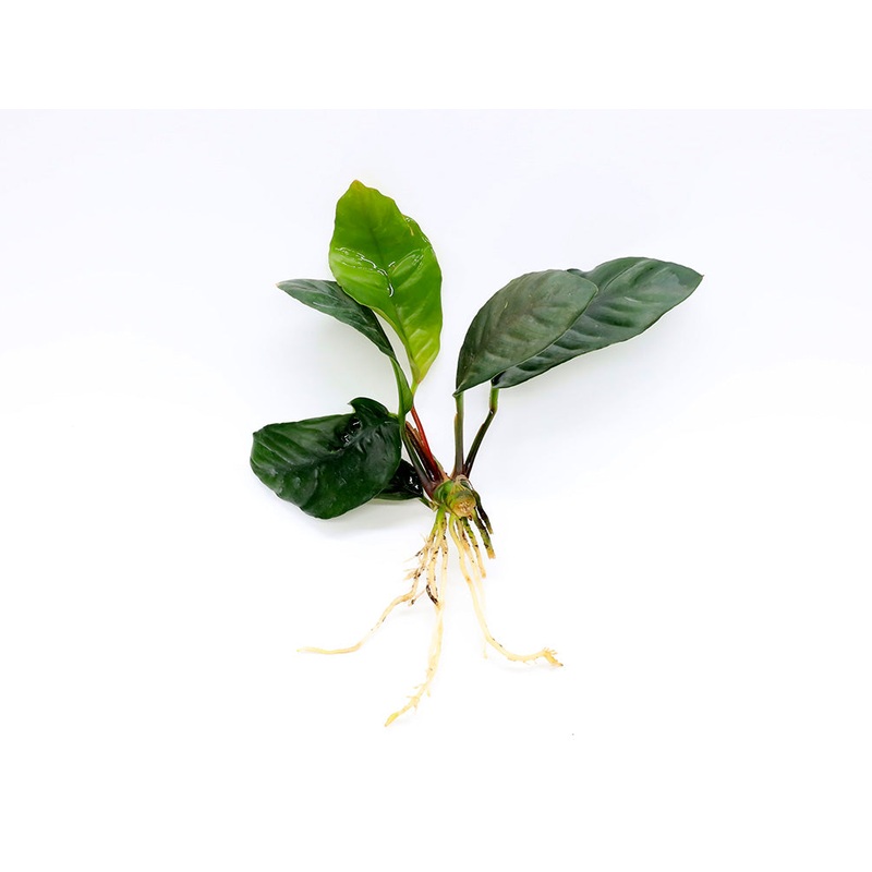 Anubias coffeefolia