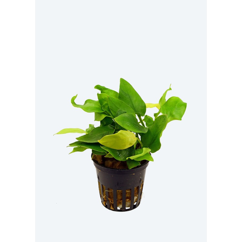 Anubias nana gold