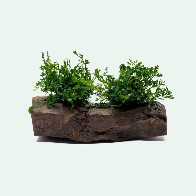 Bolbitis Difformis Mini – Driftwood