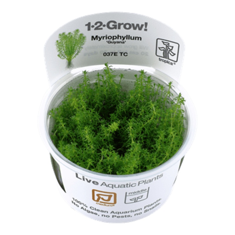 Tropica Myriophyllum ‘Guyana’ 1-2-GROW!