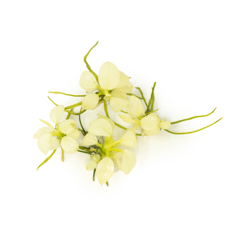 Variegated Anubias Nana (Anubias barteri Variegated Nana) Tissue Culture