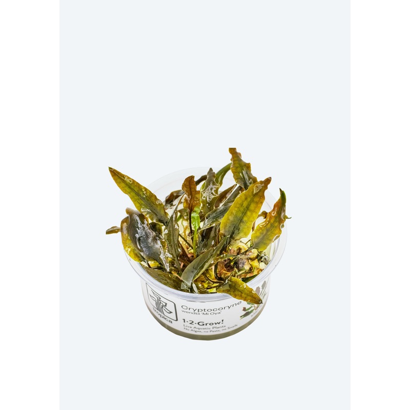 1-2-Grow! Cryptocoryne ‘Mi Oya’