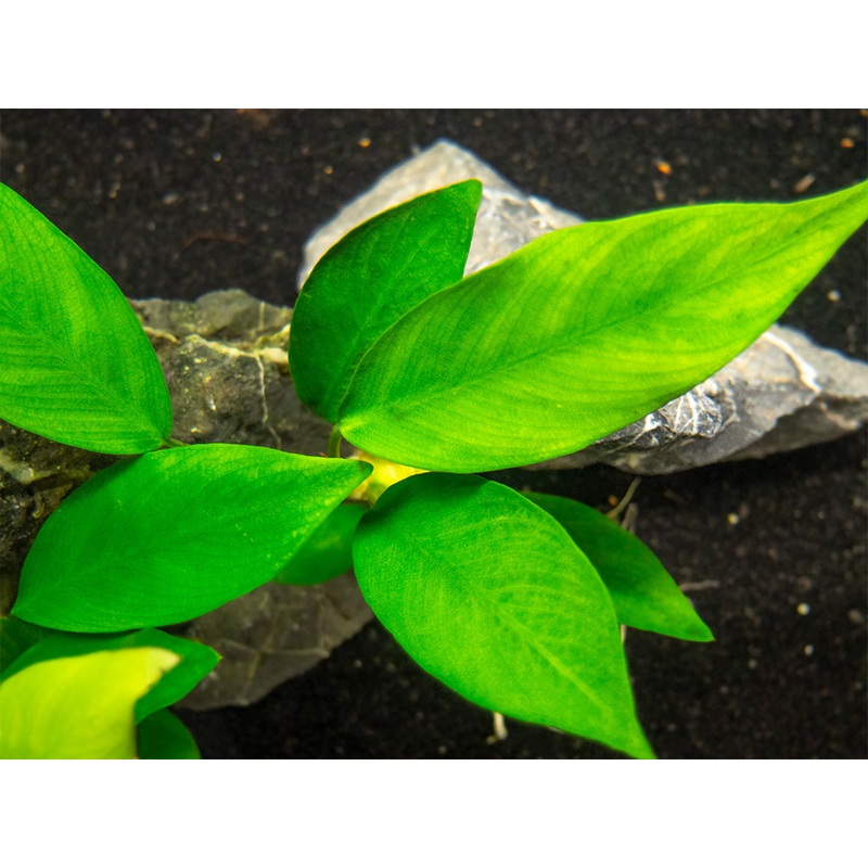 Anubias Nancon (Anubias barteri “Nana” x Anubias afzelii “Congensis”), bare root