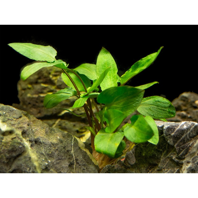 Green Cryptocoryne wendtii