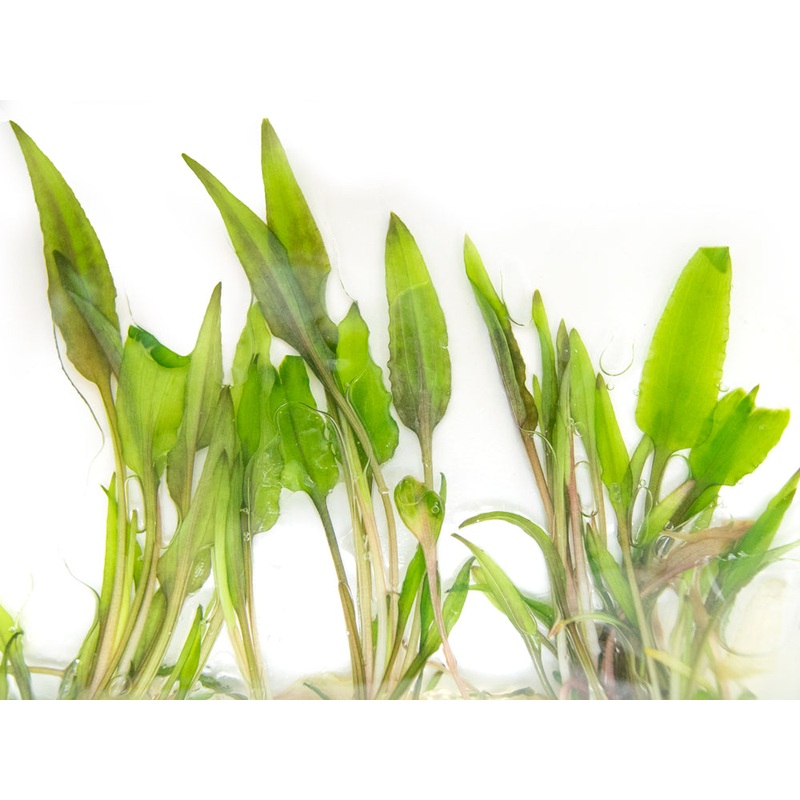 Beckett’s Water Trumpet (Cryptocoryne becketti) Tissue Culture