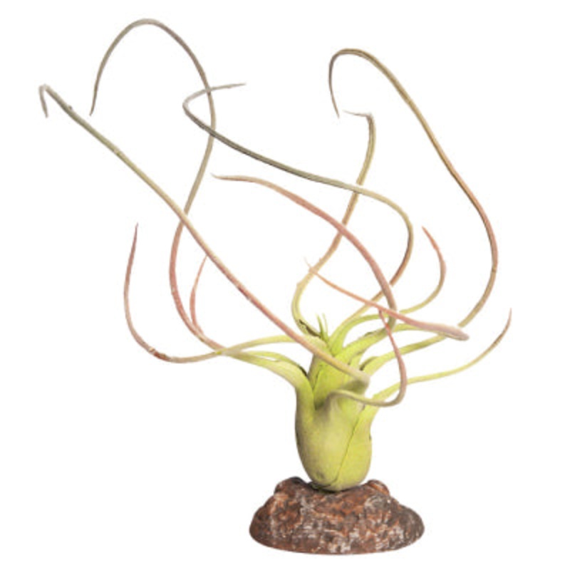 Reptile Plant Paucifolia Green With Ceramic Base