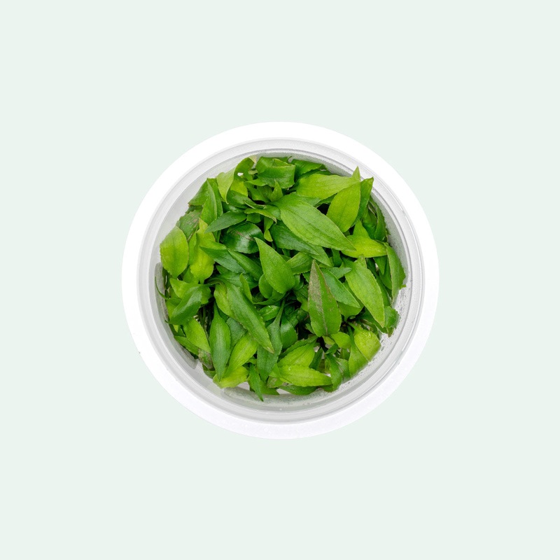 Cryptocoryne Thwaitesii Kirindoya Brown