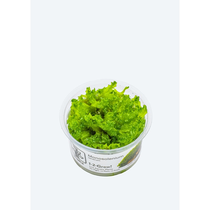 1-2-Grow! Monosolenium tenerum