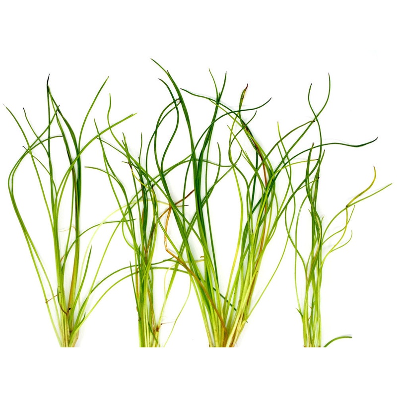 American Shoreweed (Littorella uniflora), clump