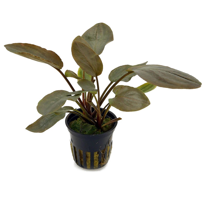 TCulture Lagenandra Meeboldii Red (Pot)