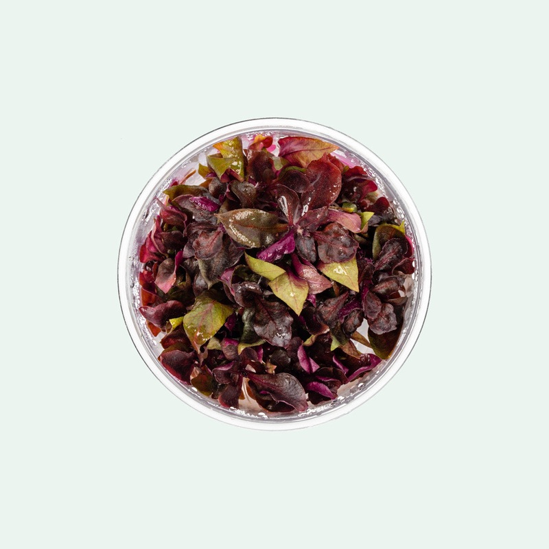 Alternanthera Reineckii Rosanervig