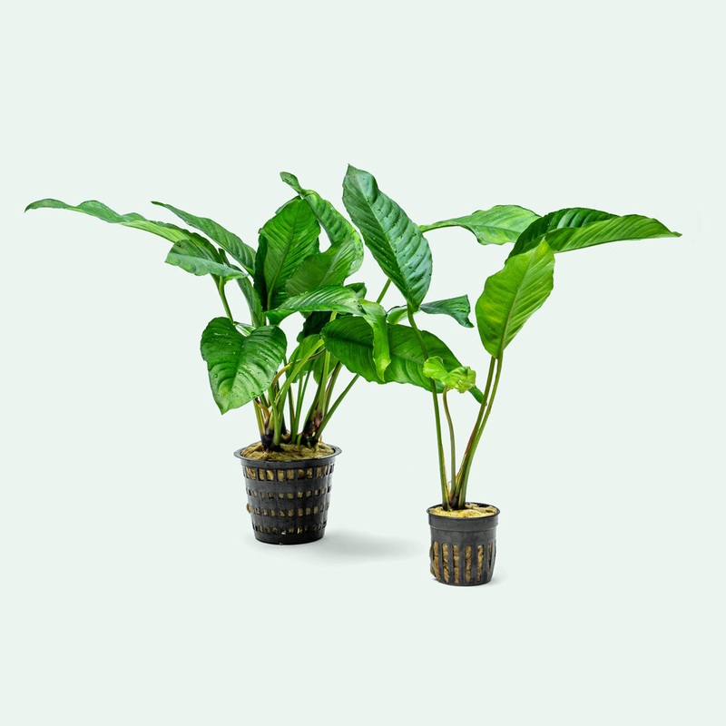 Anubias Heterophylla – Mother Plant