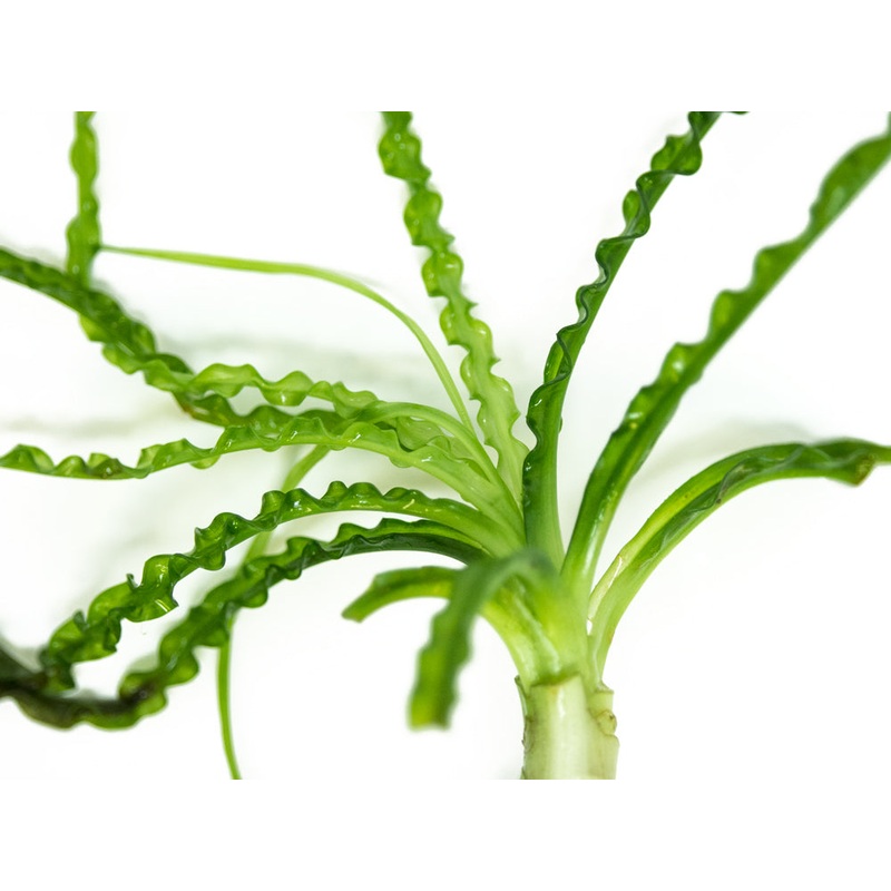 African Onion Plant (Crinum calamistratum), Plant with Bulb