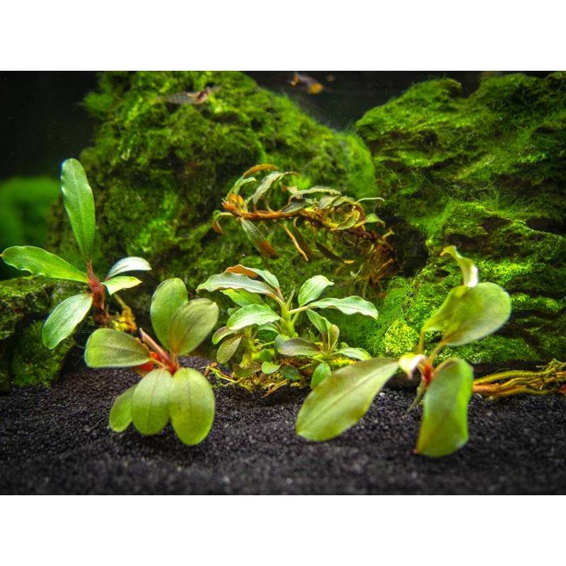 Assorted Buce Plant (Bucephalandra sp.)