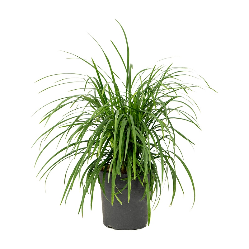 TCulture Ophiopogon Japonica (Pot)