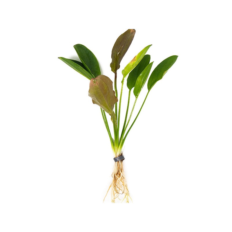Kleiner Prinz Sword (Echinodorus sp. hybrid)
