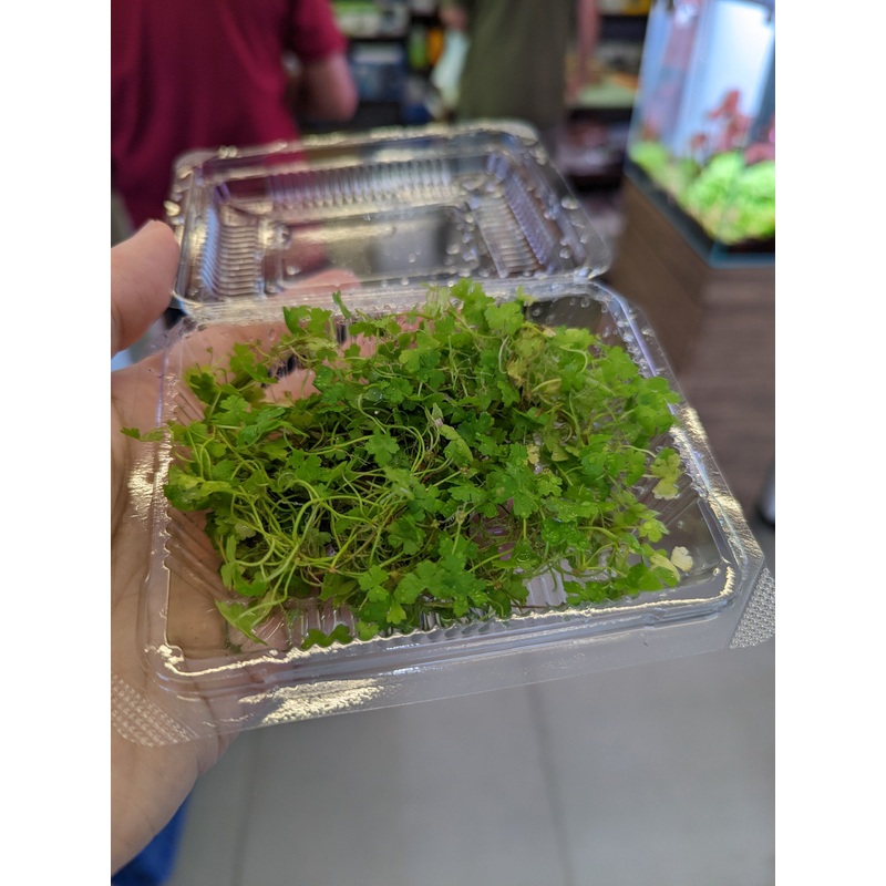 TCulture Hydrocotyle Tripartita Pad (15 x 8cm)