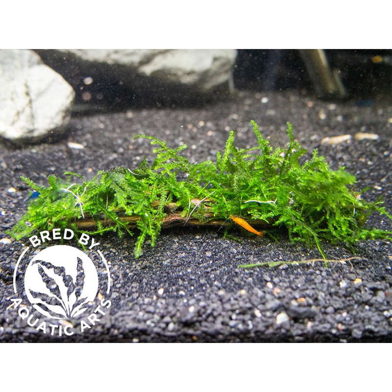 Assorted Moss on Cholla Wood or Delonix Pod,  Grown