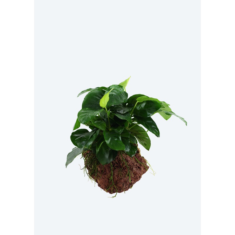 Anubias var. nana on Stone