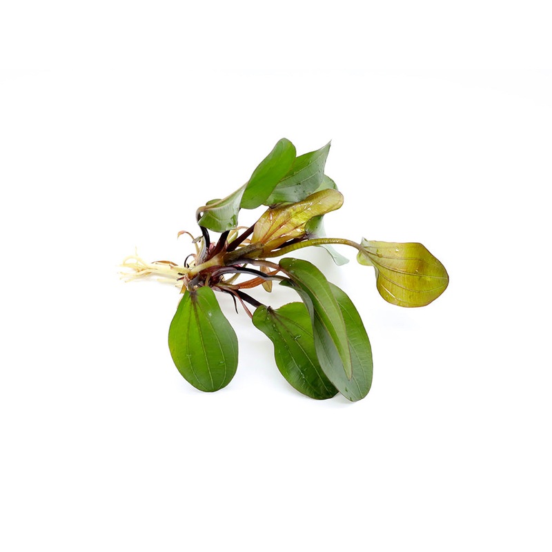 Big Bear Sword Plant (Echinodorus Big Bear)