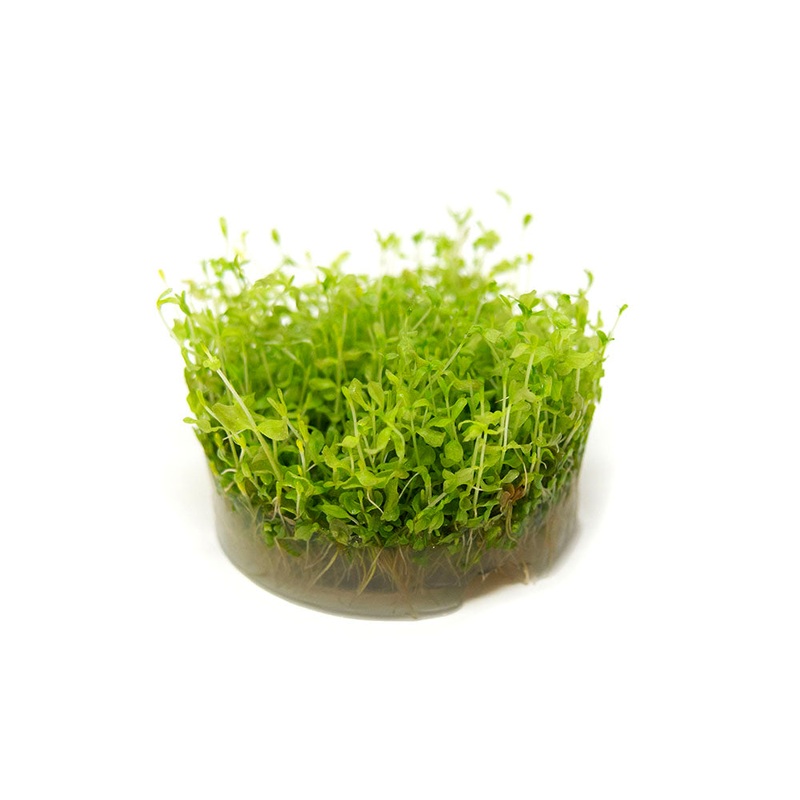 Pearl Weed AKA Pearl Grass AKA Baby Tears (Hemianthus micranthemoides) Tissue Culture