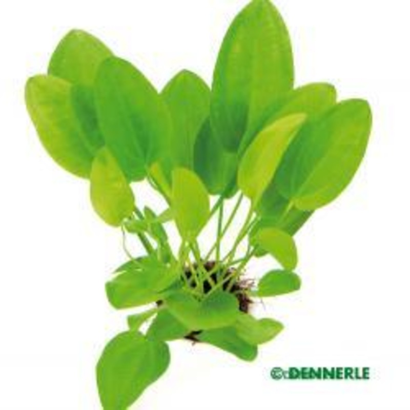 Dennerle Echinodorus cordifolius MINI in Pot