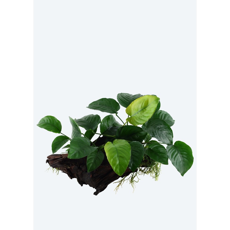 Anubias barteri XL on Wood