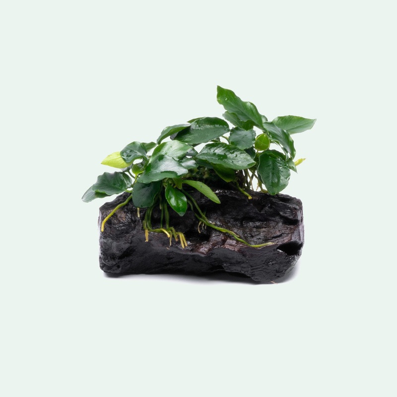Anubias Nana Long Wavy Driftwood