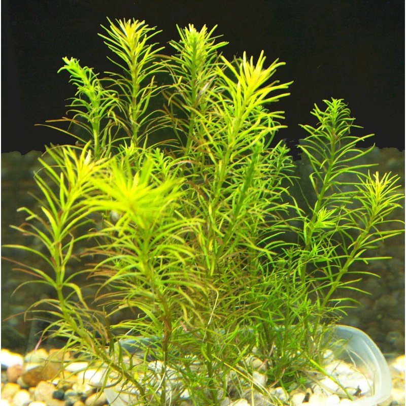 TCulture Rotala Sp. Nanjenshan (Pot)
