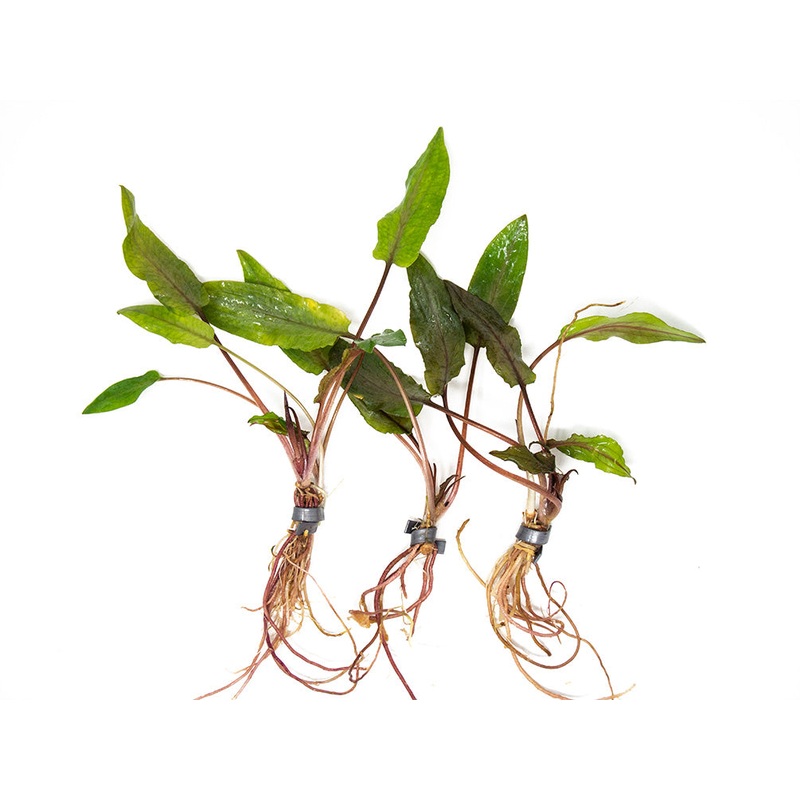 Undulated Crypt (Cryptocoryne undulata), Bare Root