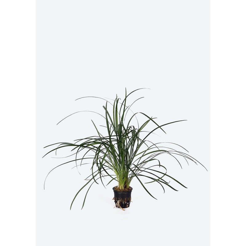 Ophiopogon japonicus