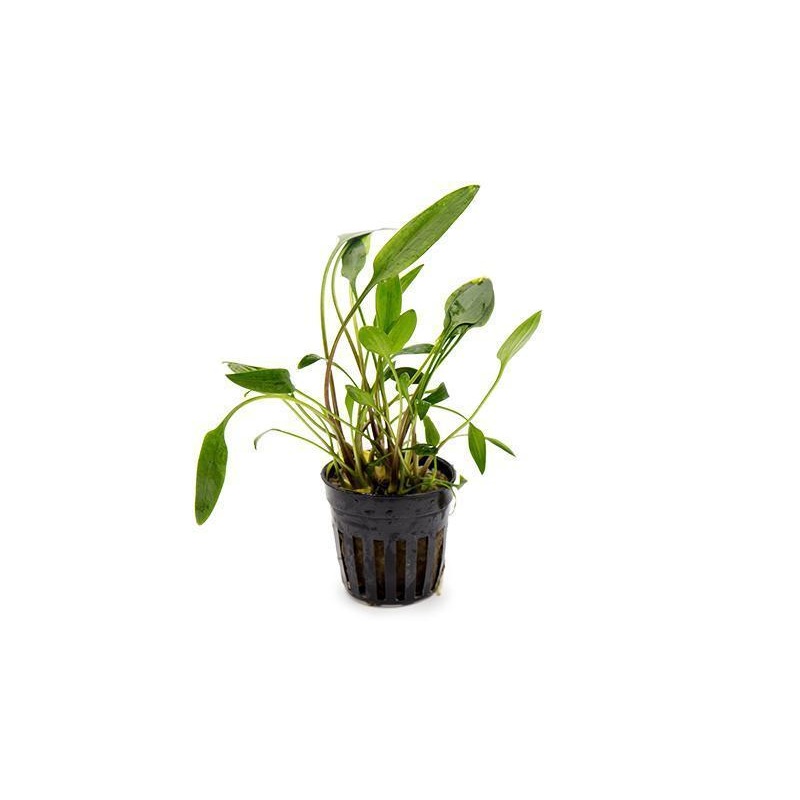 TCulture Cryptocoryne Lutea (Pot)