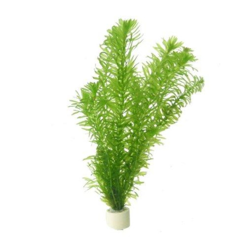 TCulture Egeria Densa (Hydrilla) (Pot)