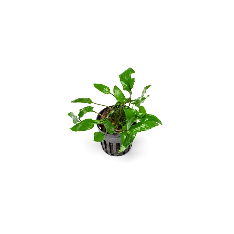 Cryptocoryne Wendtii Green