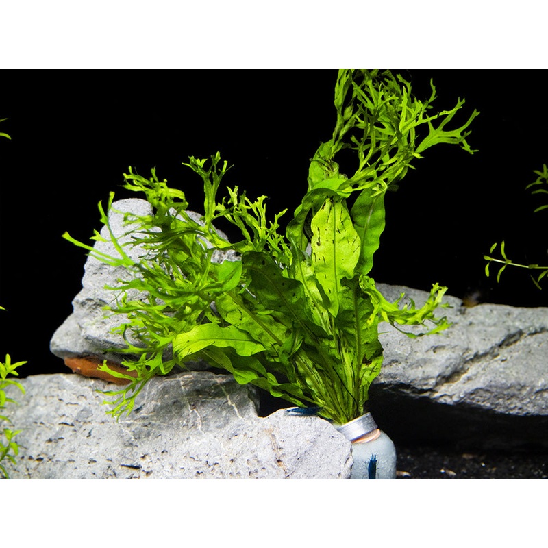 Windelov AKA Lacy Java Fern (Microsorum pteropus ‘Windelov’)