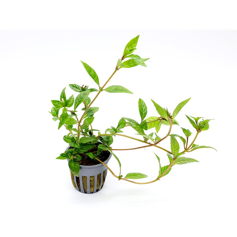 Staurogyne sp. Porto Velho Plant  Potted