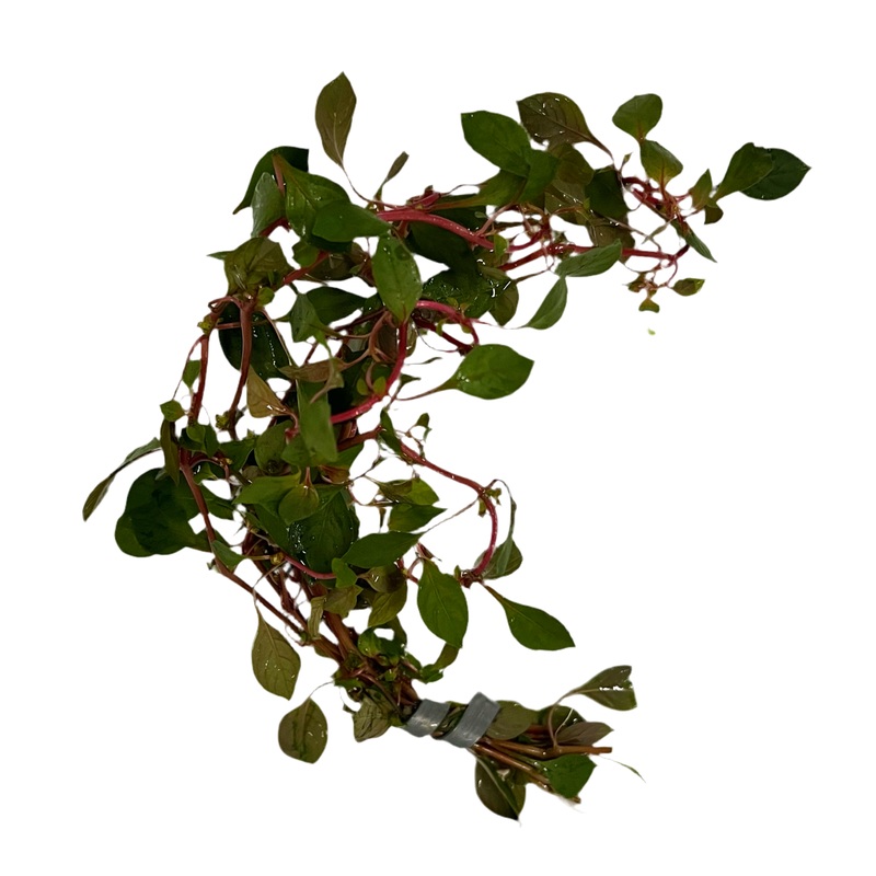 Ludwigia Super Red Mini
