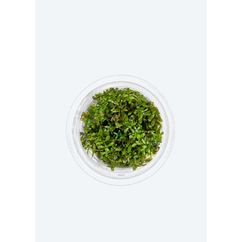 Rotala macrandra Mini Gold