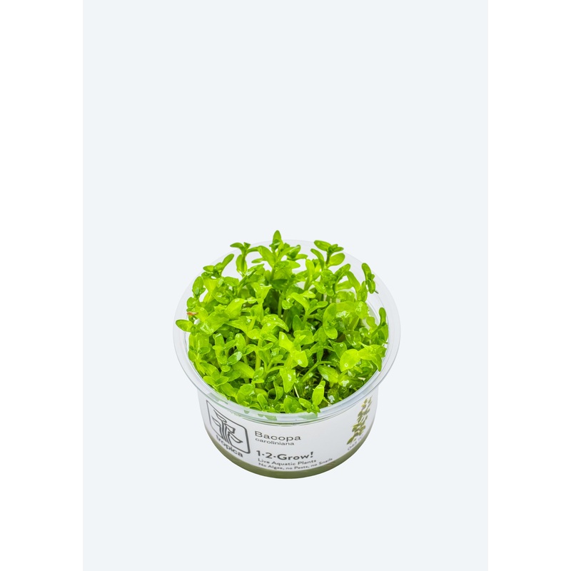 1-2-Grow! Bacopa caroliniana