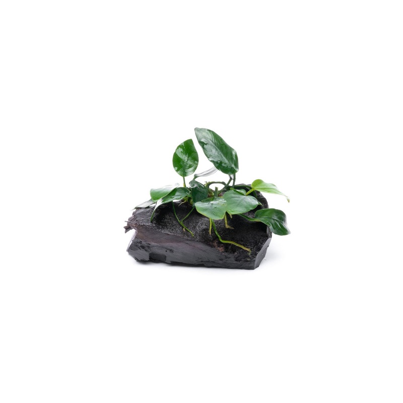 Anubias Nana on Driftwood