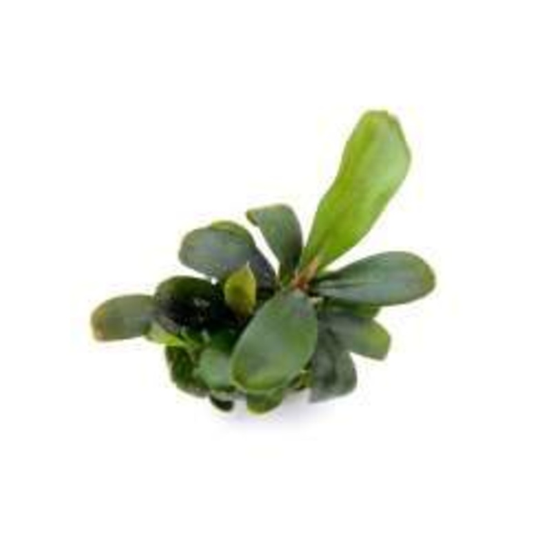 Dennerle Bucephalandra spec. ‘Serimbu Brown’ In-Vitro