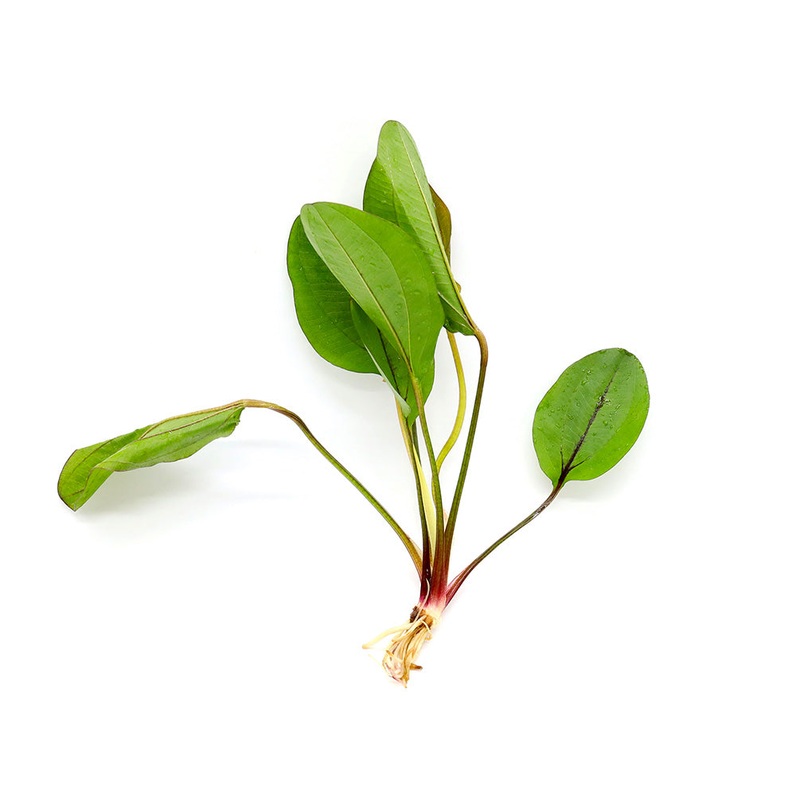 Echinodorus Devil Eye Sword (Echinodorus “Devil Eye”)