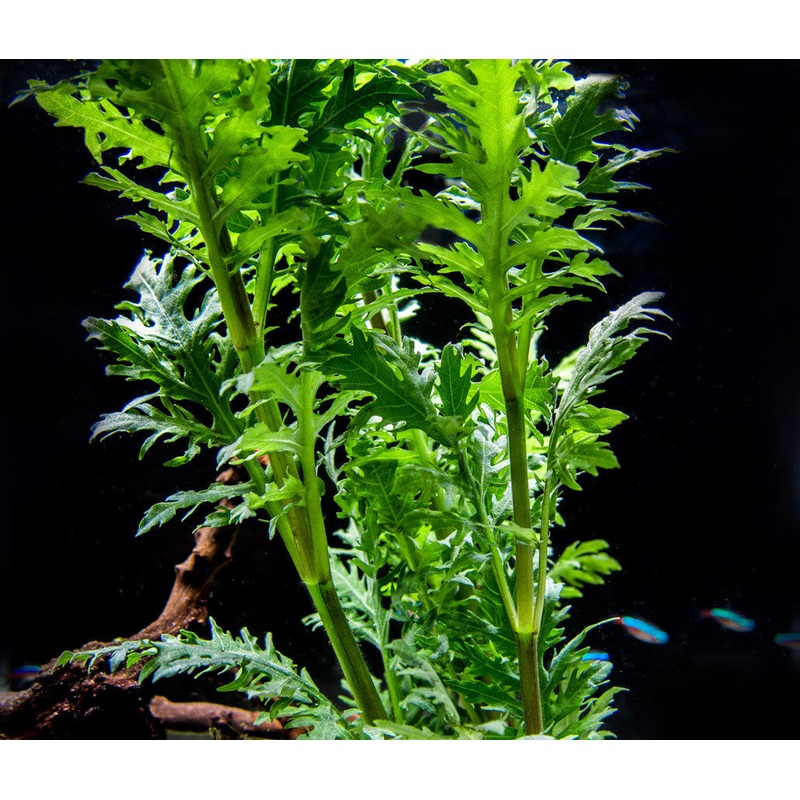 Water Wisteria (Hygrophila difformis)