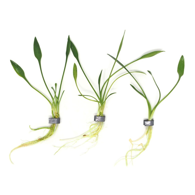 Cryptocoryne parva, bare root