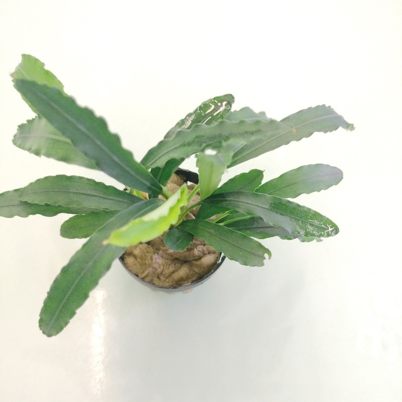 TCulture Bucephalandra Chimaera Green (Pot)
