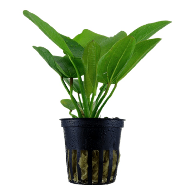 Tropica Echinodorus ‘Aquartica’ in Pot