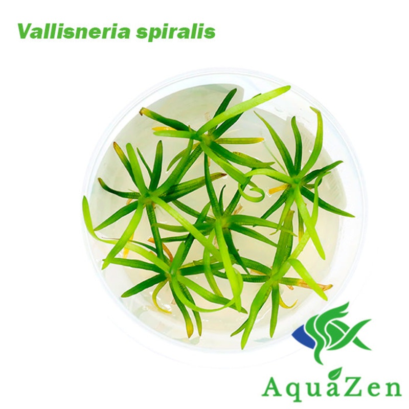Vallisneria spiralis – Tissue Culture