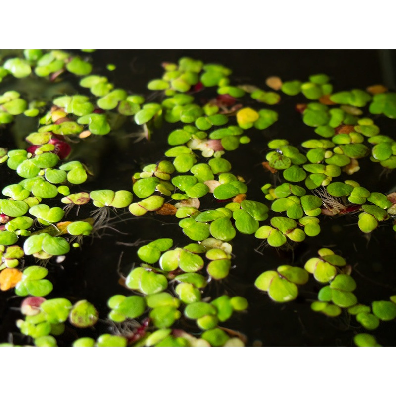 Giant Duckweed (Spirodela polyrhiza) – 2 Tbsp